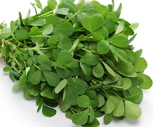 Fenugreek