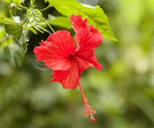 Hibiscus